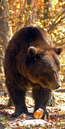 Ejemplar de oso en Rumanía