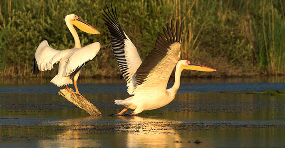 Pelícanos en el delta del Danubio