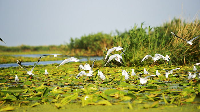 Fauna del Delta del Danubio